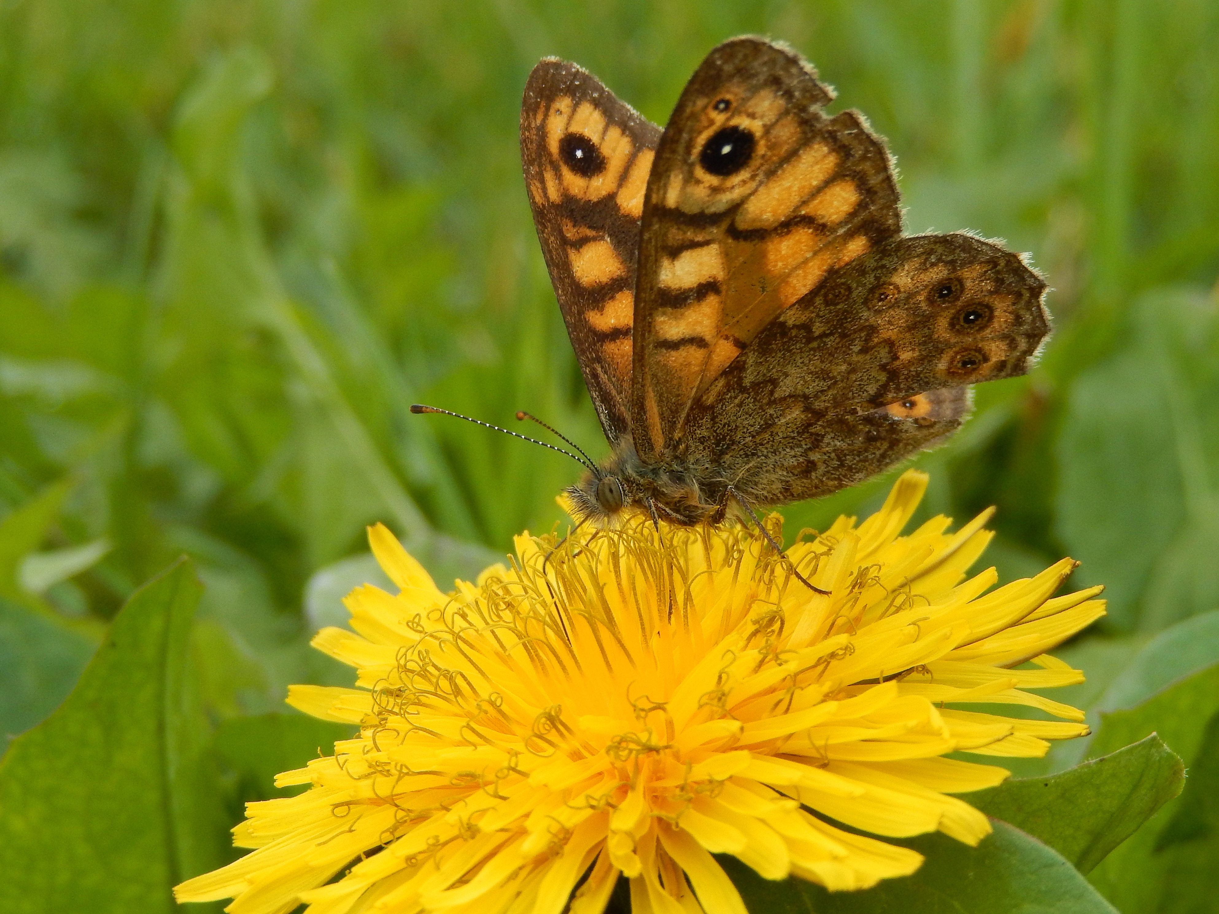 argusvlinder – paardenbloem.jpg